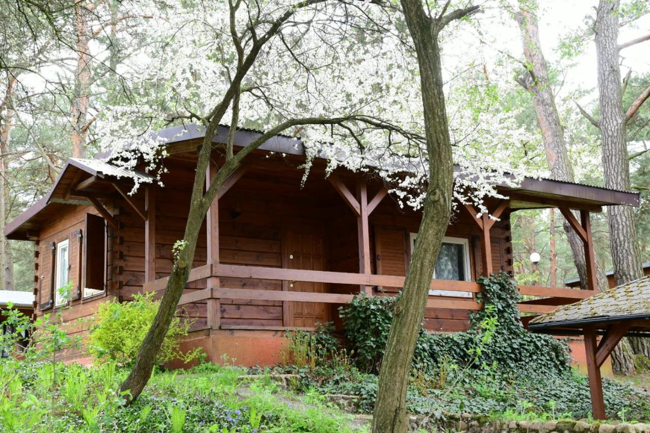 Sosnowy Domek Serpelice المظهر الخارجي الصورة